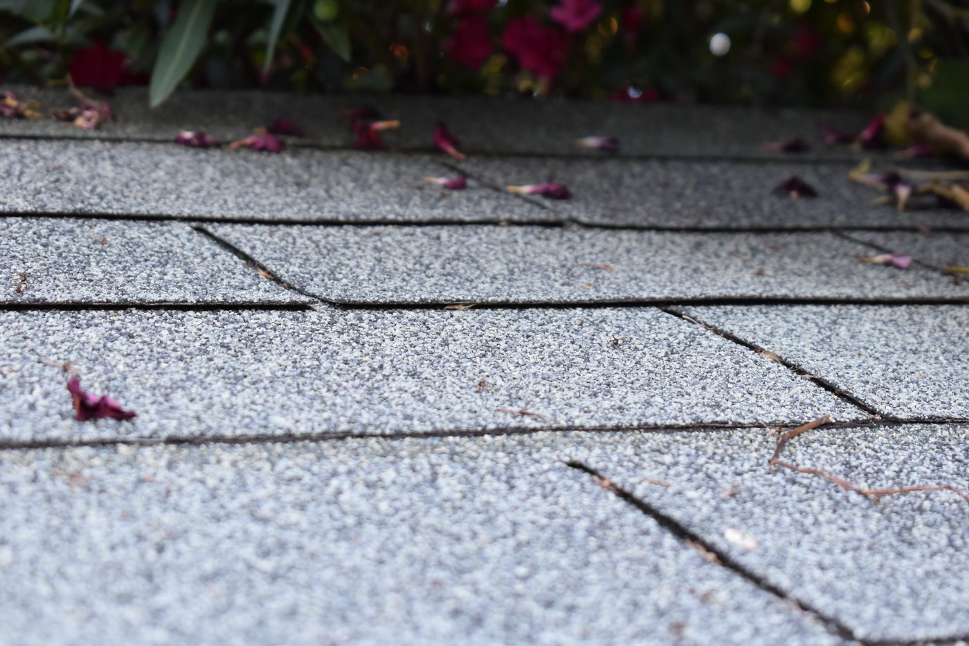 Close view of an installed asphalt shingle roof showing the granule surface